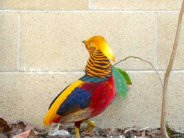 What Are These Things? (44 pics)