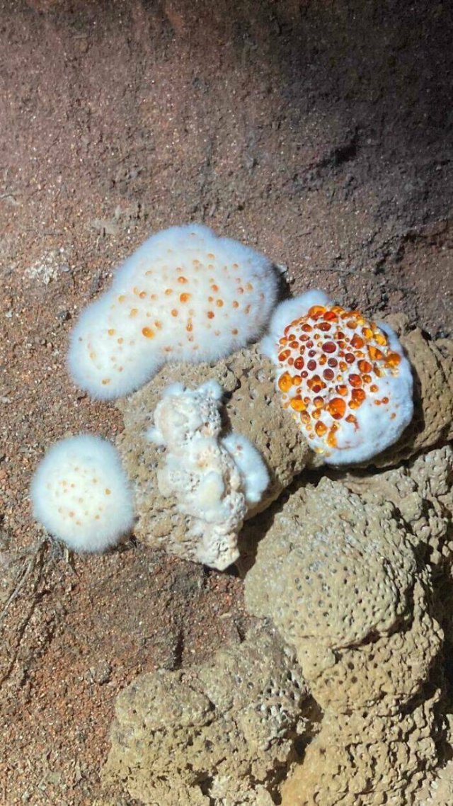What Are These Things? (44 pics)