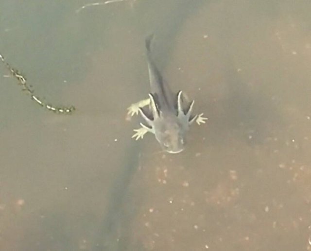 What Are These Things? (44 pics)