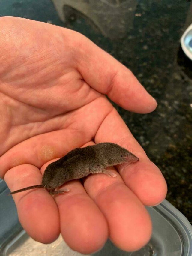 What Are These Things? (44 pics)