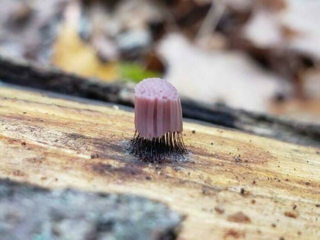What Are These Things? (44 pics)