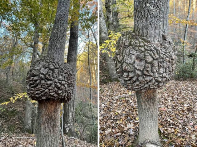 What Are These Things? (44 pics)