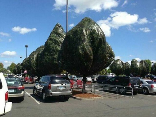 What Are These Things? (44 pics)