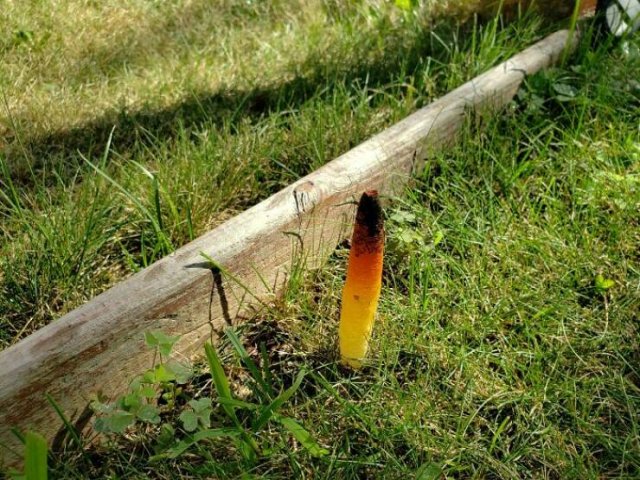 What Are These Things? (44 pics)
