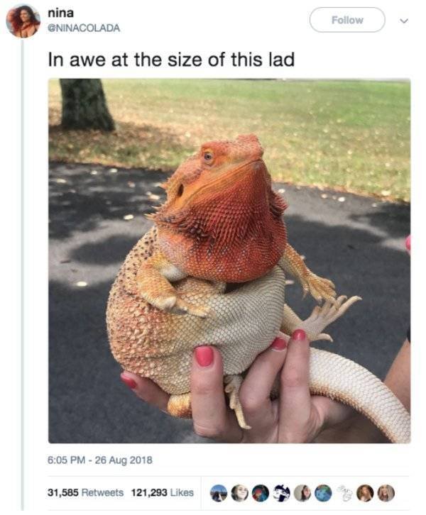 Funny Animals (40 pics)