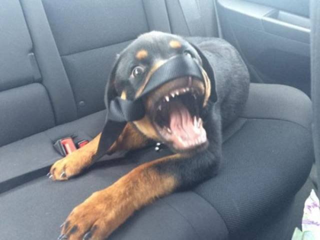 Funny Animals (40 pics)