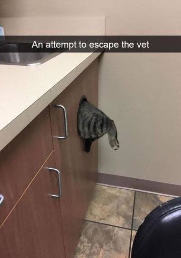 Funny Animals (40 pics)