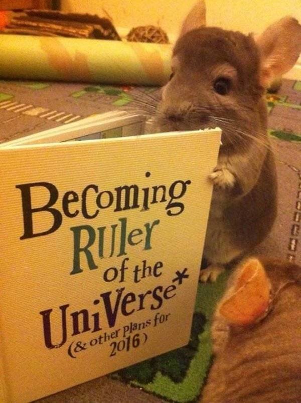 Funny Animals (40 pics)