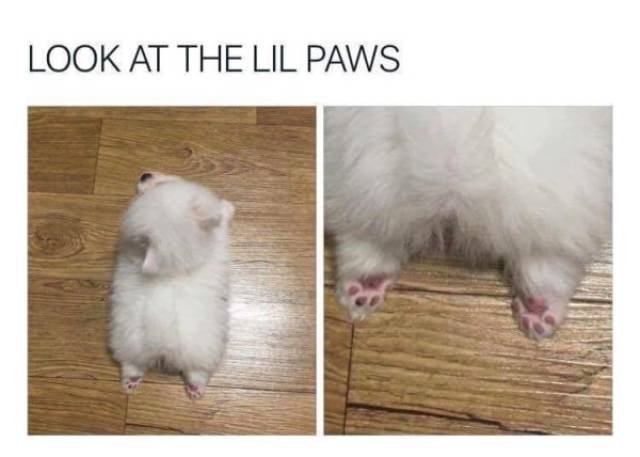Funny Animals (40 pics)
