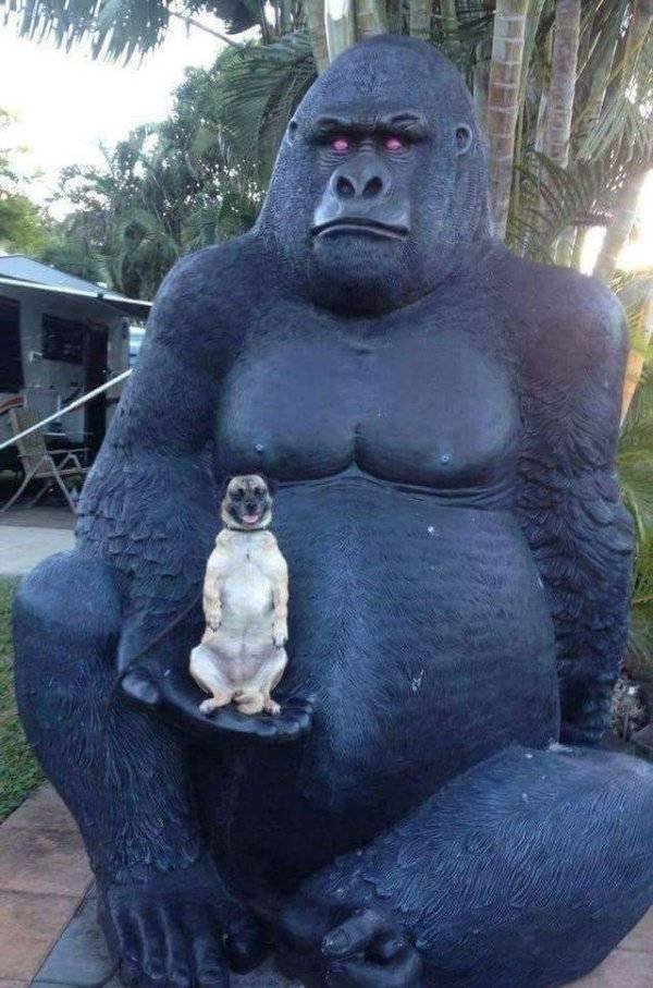 Funny Animals (40 pics)