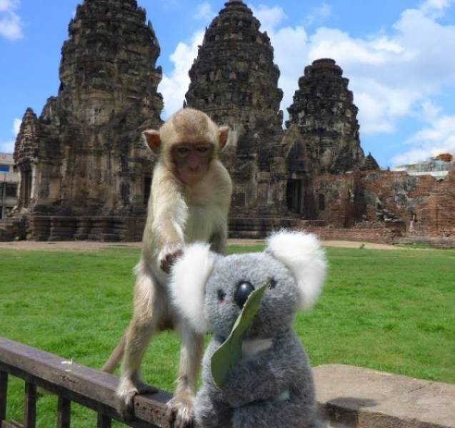 Funny Animals (40 pics)