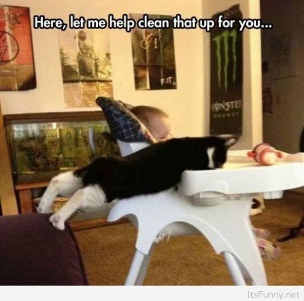 Funny Animals (40 pics)