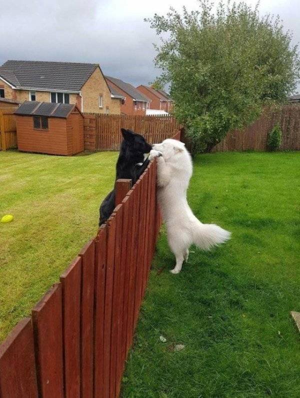 Funny Animals (40 pics)