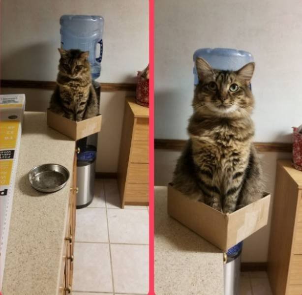Funny Animals (40 pics)