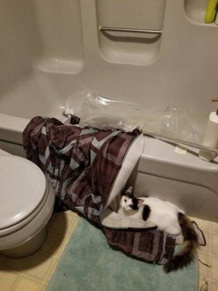 Funny Animals (40 pics)