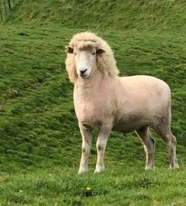 Funny Animals (40 pics)