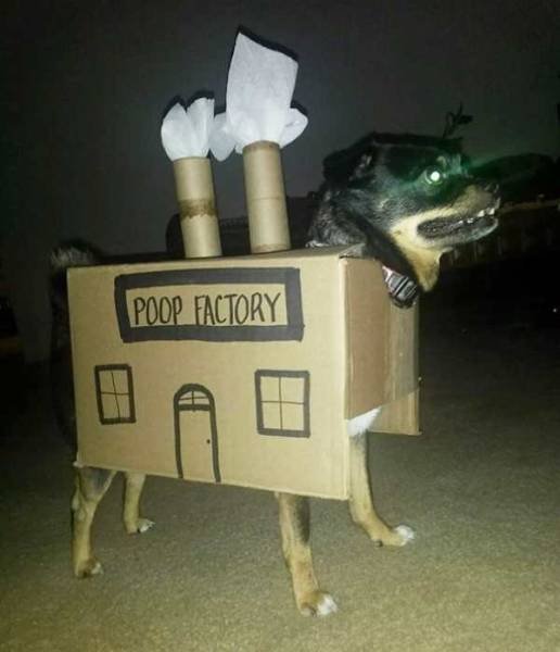 Funny Animals (40 pics)