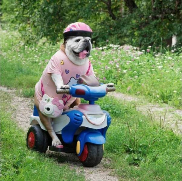 Funny Animals (40 pics)