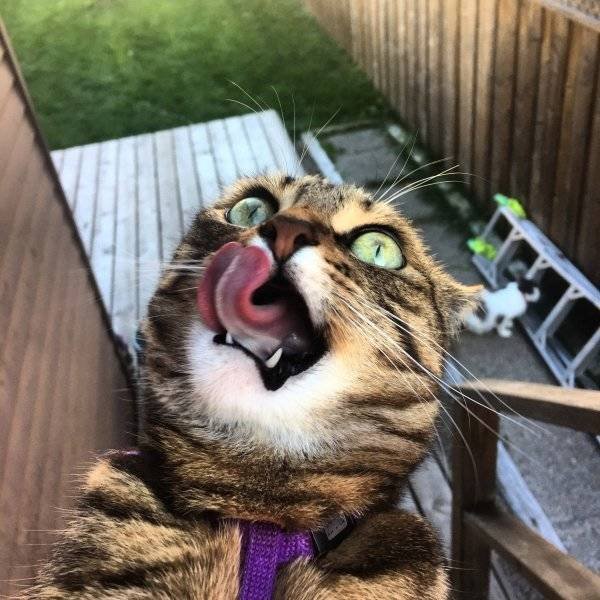 Funny Animals (40 pics)