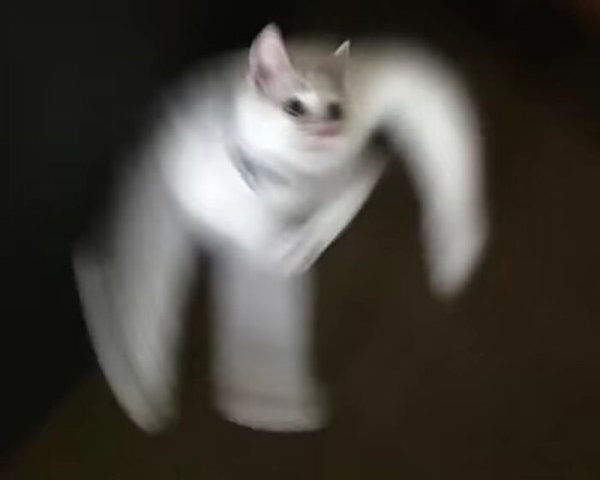 Fast Cats (35 pics)