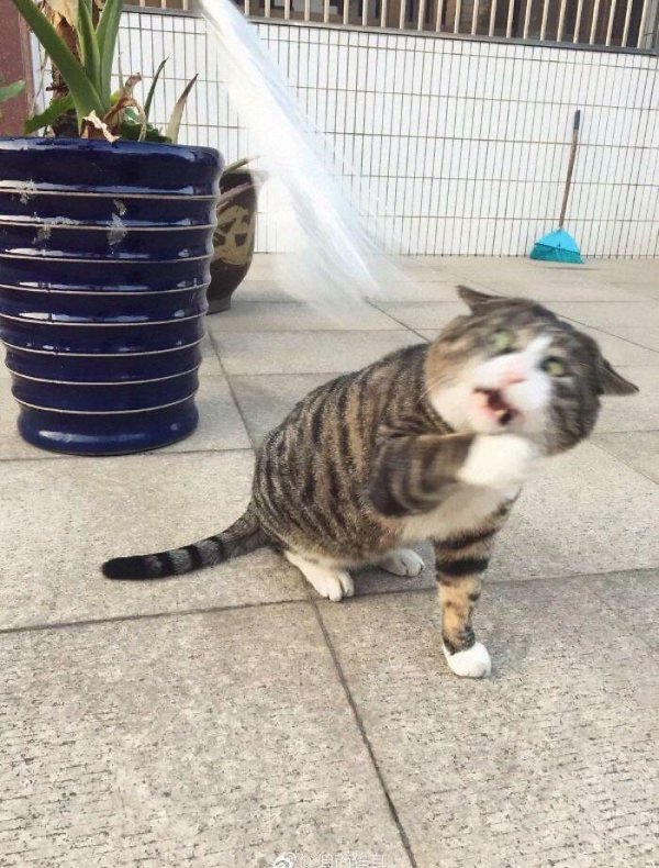 Fast Cats (35 pics)