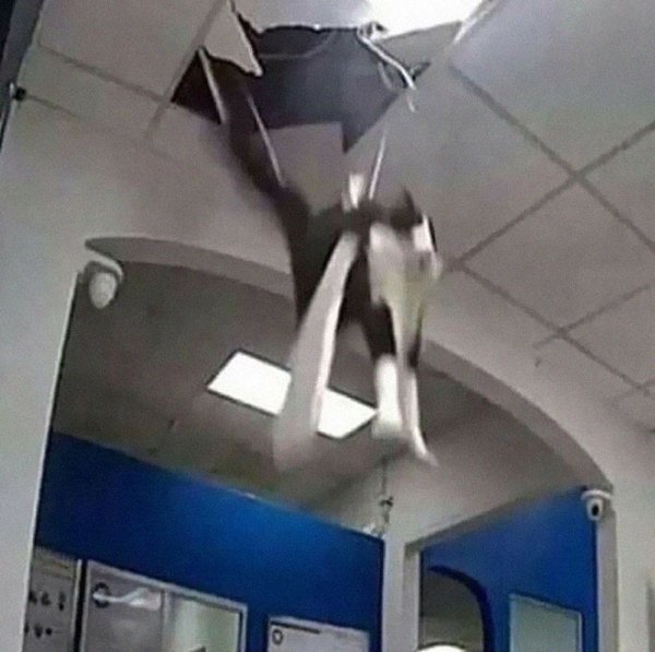 Fast Cats (35 pics)