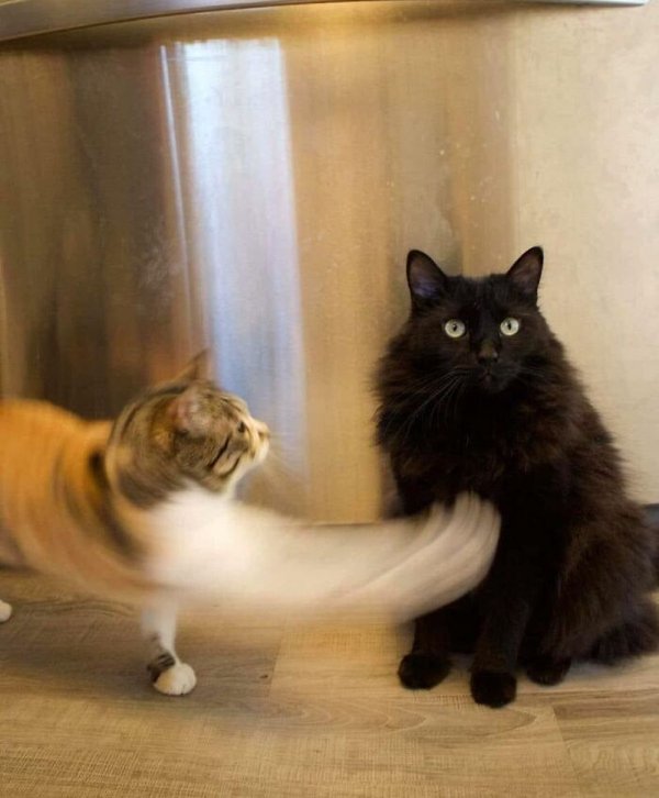Fast Cats (35 pics)