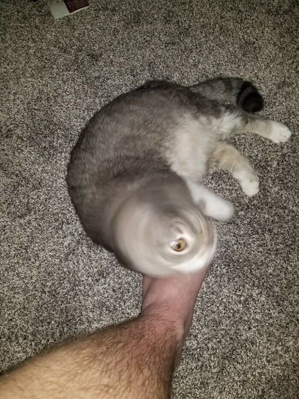 Fast Cats (35 pics)