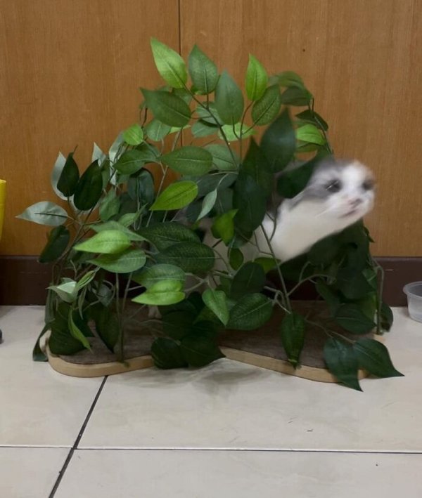 Fast Cats (35 pics)