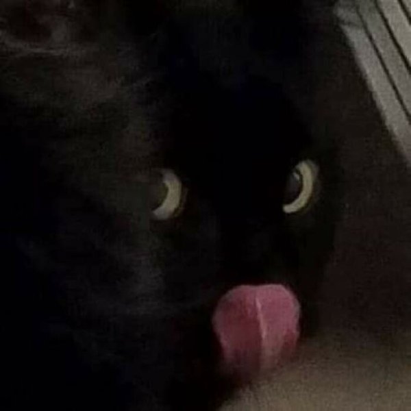 Fast Cats (35 pics)