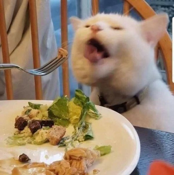 Fast Cats (35 pics)