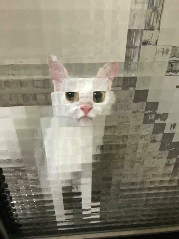 Fast Cats (35 pics)