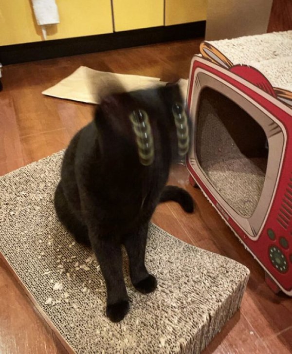 Fast Cats (35 pics)