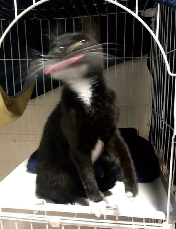 Fast Cats (35 pics)
