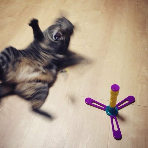 Fast Cats (35 pics)