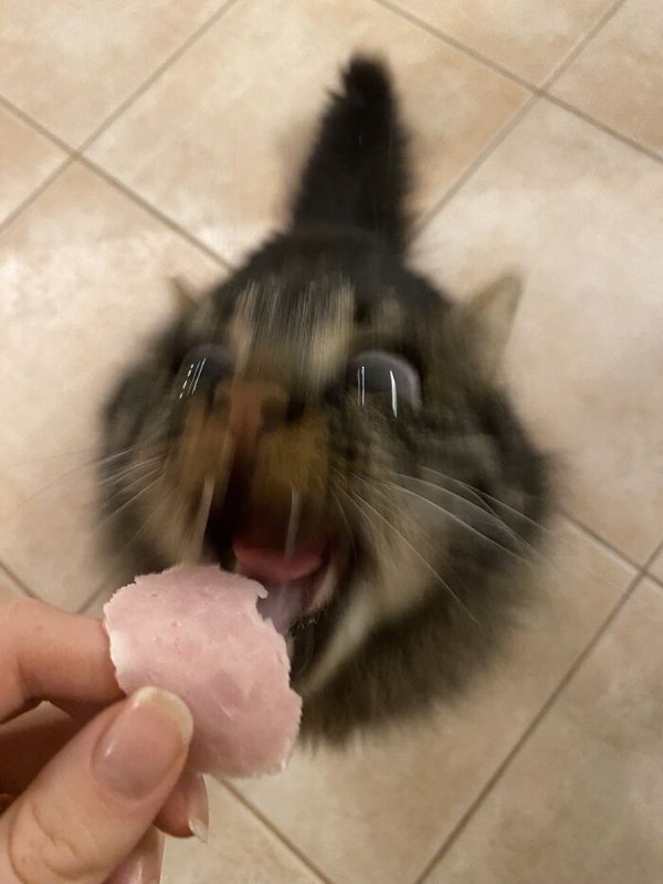 Fast Cats (35 pics)