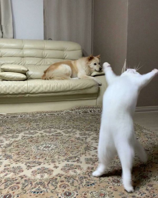 Fast Cats (35 pics)