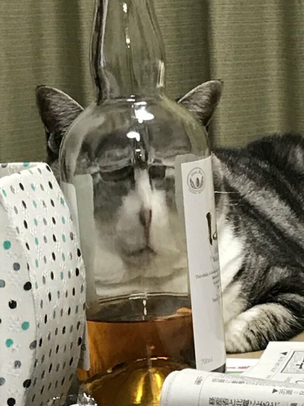 Fast Cats (35 pics)