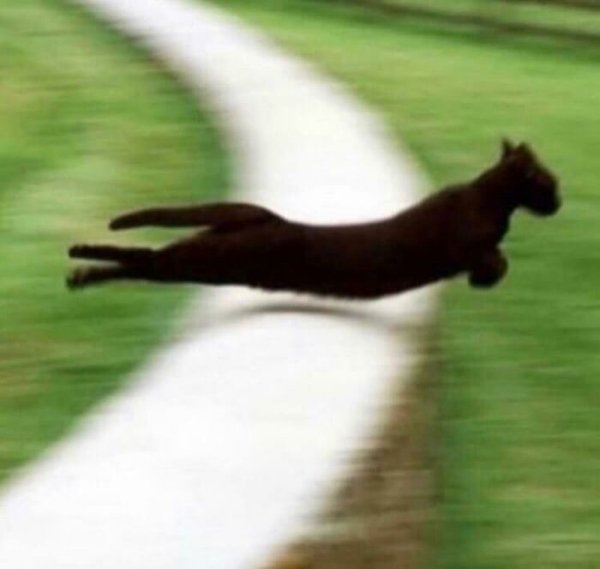 Fast Cats (35 pics)