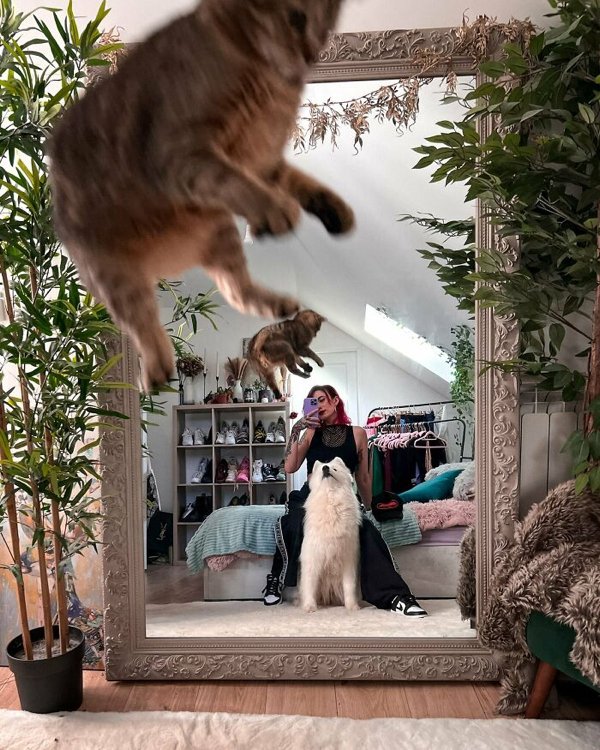 Fast Cats (35 pics)