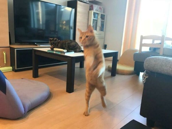 Fast Cats (35 pics)