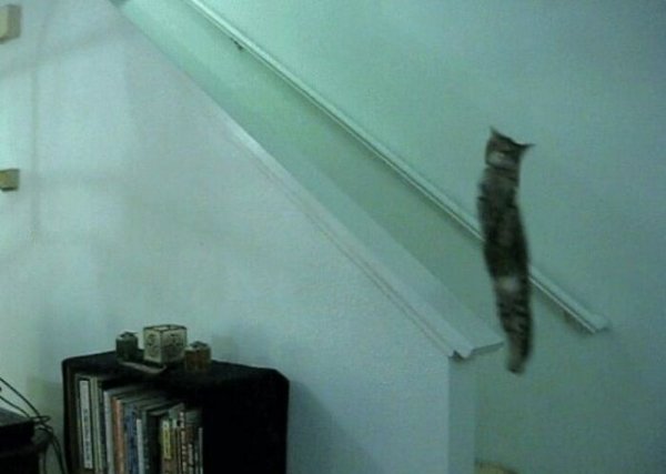 Fast Cats (35 pics)