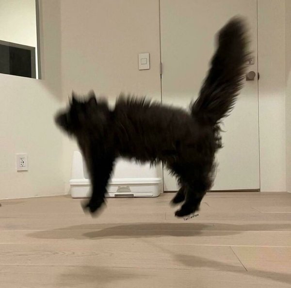 Fast Cats (35 pics)