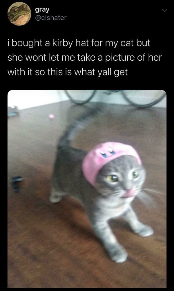 Fast Cats (35 pics)