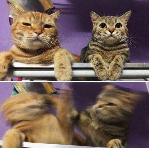 Fast Cats (35 pics)