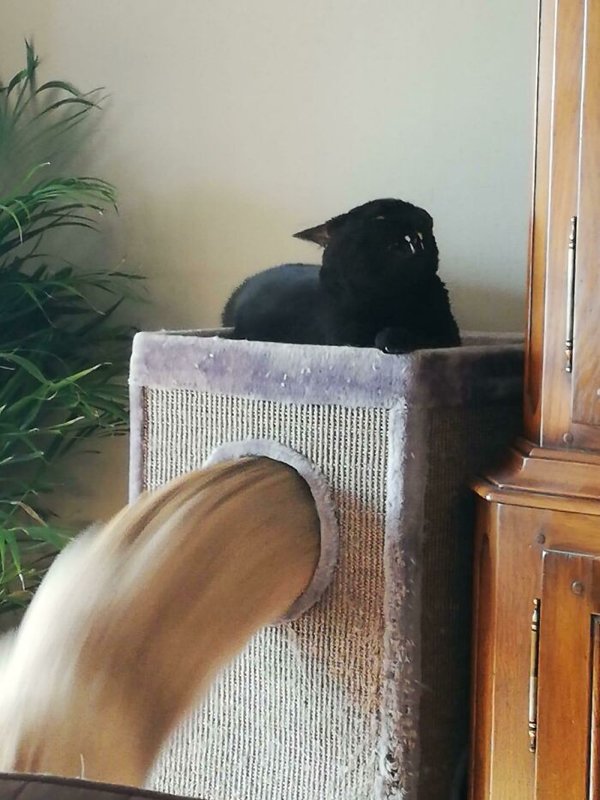 Fast Cats (35 pics)