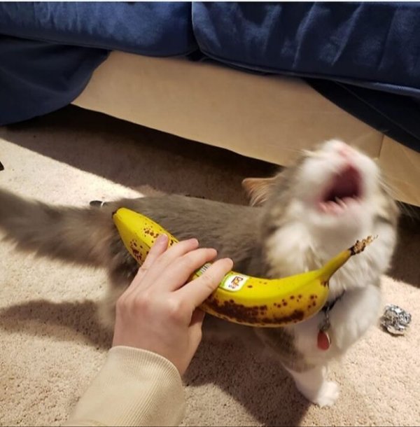 Fast Cats (35 pics)