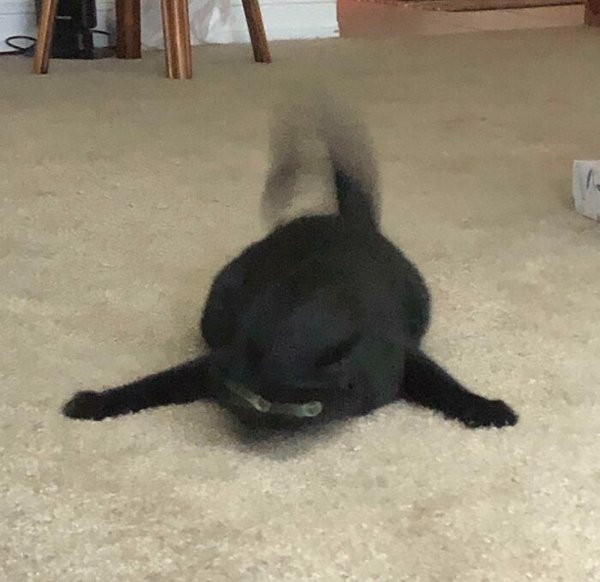 Fast Cats (35 pics)