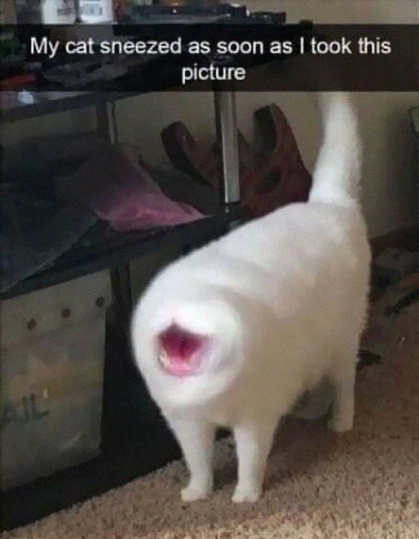 Fast Cats (35 pics)