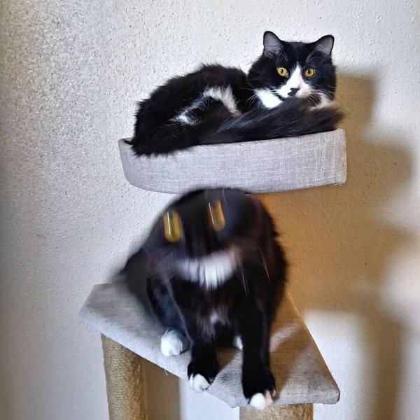 Fast Cats (35 pics)